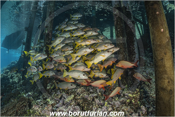 French Polynesia, Tuamotu Archipelago, Fakarava atoll, Pacific ocean, Lutjanus monostigma, Lutjanus gibbus, Lutjanus, Lutjanidae, One-spot snapper, Humpback Red Snapper, Snapper, Fish, Fish school, Reef, Pier, Wooden pillar