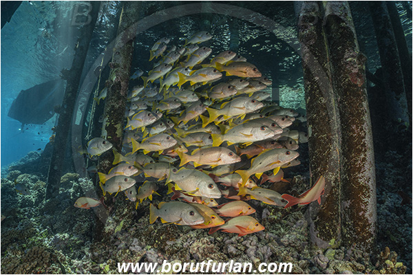 French Polynesia, Tuamotu Archipelago, Fakarava atoll, Pacific ocean, Lutjanus monostigma, Lutjanus gibbus, Lutjanus, Lutjanidae, One-spot snapper, Humpback Red Snapper, Snapper, Fish, Fish school, Reef, Pier, Wooden pillar
