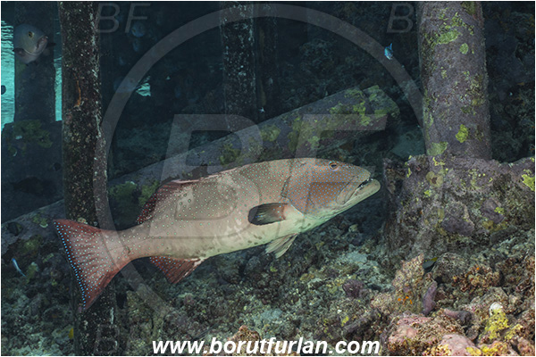 French Polynesia, Tuamotu Archipelago, Fakarava atoll, Pacific ocean, Plectropomus laevis, Plectropomus, Serranidae, Saddle grouper, Bluespotted Coral Trout, Grouper, Fish, Reef, Pier, Wooden pillar