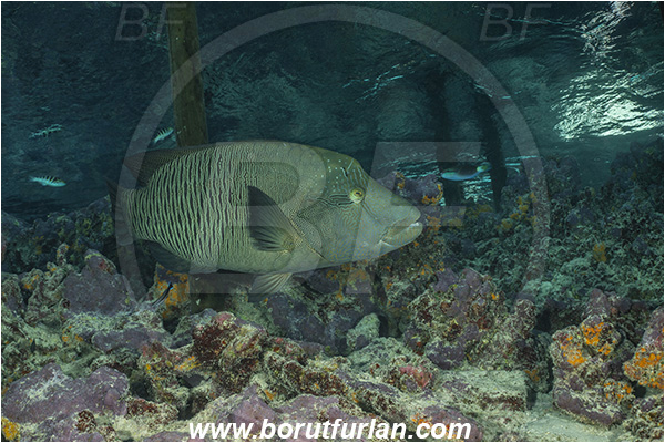French Polynesia, Tuamotu Archipelago, Fakarava atoll, Pacific ocean, Cheilinus undulatus, Cheilinus, Labridae, Napoleon Wrasse, Humphead wrasse, Wrasse, Fish, Reef, Pier, Wooden pillar