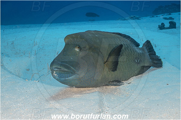 French Polynesia, Tuamotu Archipelago, Fakarava atoll, Pacific ocean, Cheilinus undulatus, Cheilinus, Labridae, Napoleon Wrasse, Humphead wrasse, Wrasse, Fish, Sand