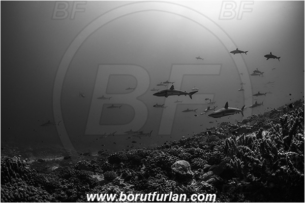 French Polynesia, Tuamotu Archipelago, Fakarava atoll, Pacific ocean, Carcharhinus amblyrhynchos, Carcharhinus, Carcharhinidae, Elasmobranchii, Grey Reef Shark, Shark, Fish, Reef, Fish school, Shark school, Black&white