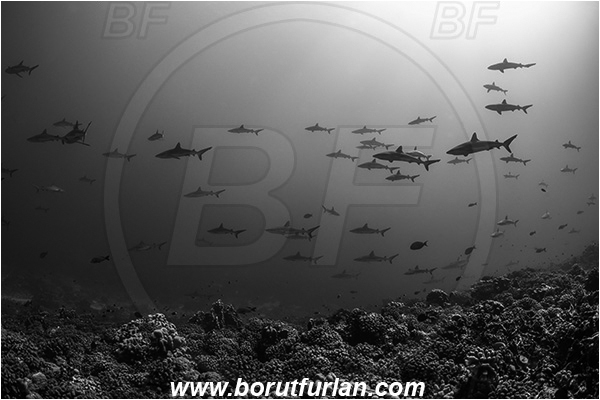 French Polynesia, Tuamotu Archipelago, Fakarava atoll, Pacific ocean, Carcharhinus amblyrhynchos, Carcharhinus, Carcharhinidae, Elasmobranchii, Grey Reef Shark, Shark, Fish, Reef, Fish school, Shark school, Black&white