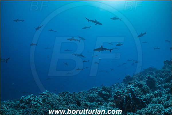French Polynesia, Tuamotu Archipelago, Fakarava atoll, Pacific ocean, Carcharhinus amblyrhynchos, Carcharhinus, Carcharhinidae, Elasmobranchii, Grey Reef Shark, Shark, Fish, Reef, Fish school, Shark school