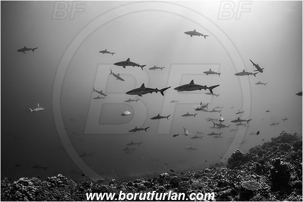 French Polynesia, Tuamotu Archipelago, Fakarava atoll, Pacific ocean, Carcharhinus amblyrhynchos, Carcharhinus, Carcharhinidae, Elasmobranchii, Grey Reef Shark, Shark, Fish, Reef, Fish school, Shark school, Black&white