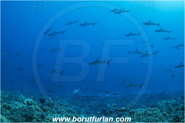 French Polynesia, Tuamotu Archipelago, Fakarava atoll, Pacific ocean, Carcharhinus amblyrhynchos, Carcharhinus, Carcharhinidae, Elasmobranchii, Grey Reef Shark, Shark, Fish, Reef, Fish school, Shark school
