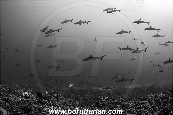 French Polynesia, Tuamotu Archipelago, Fakarava atoll, Pacific ocean, Carcharhinus amblyrhynchos, Carcharhinus, Carcharhinidae, Elasmobranchii, Grey Reef Shark, Shark, Fish, Reef, Fish school, Shark school, Black&white