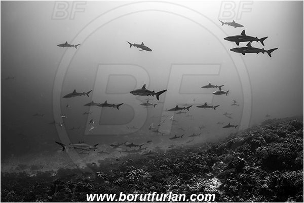 French Polynesia, Tuamotu Archipelago, Fakarava atoll, Pacific ocean, Carcharhinus amblyrhynchos, Carcharhinus, Carcharhinidae, Elasmobranchii, Grey Reef Shark, Shark, Fish, Reef, Fish school, Shark school, Black&white