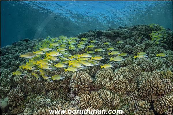 French Polynesia, Tuamotu Archipelago, Fakarava atoll, Pacific ocean, Lutjanus kasmira, Lutjanus, Lutjanidae, Blue-striped snapper, Snapper, Fish, Fish school, Reef