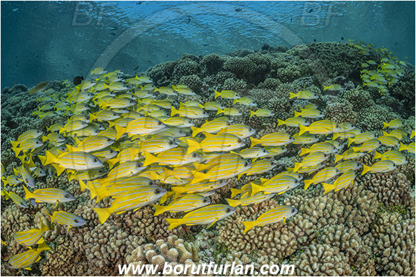 French Polynesia, Tuamotu Archipelago, Fakarava atoll, Pacific ocean, Lutjanus kasmira, Lutjanus, Lutjanidae, Blue-striped snapper, Snapper, Fish, Fish school, Reef