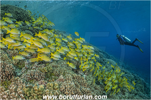 French Polynesia, Tuamotu Archipelago, Fakarava atoll, Pacific ocean, Lutjanus kasmira, Lutjanus, Lutjanidae, Blue-striped snapper, Snapper, Fish, Fish school, Reef, Diver