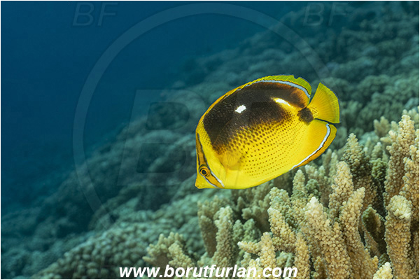 French Polynesia, Tuamotu Archipelago, Fakarava atoll, Pacific ocean, Chaetodon quadrimaculatus, Chaetodon, Chaetodontidae, Fourspot butterflyfish, Butterflyfish, Fish, Reef
