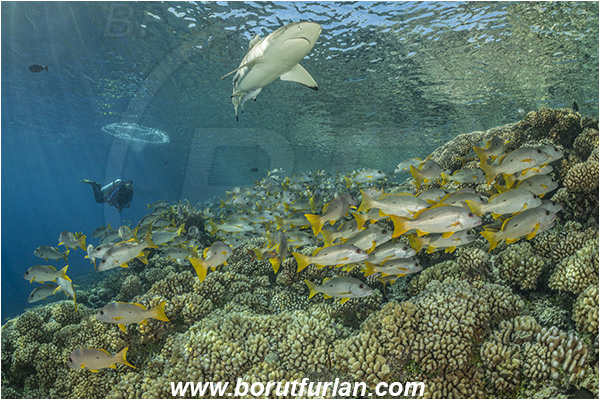 French Polynesia, Tuamotu Archipelago, Fakarava atoll, Pacific ocean, Lutjanus monostigma, Lutjanus, Lutjanidae, One-spot snapper, Snapper, Carcharhinus melanopterus, Carcharhinus, Carcharhinidae, Elasmobranchii, Blacktip Reef Shark, Shark, Fish, Fish school, Reef, Diver