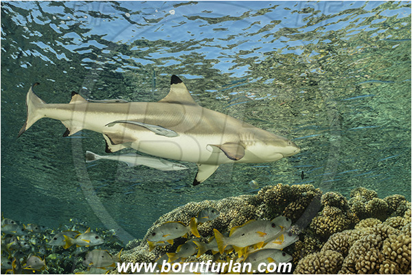 French Polynesia, Tuamotu Archipelago, Fakarava atoll, Pacific ocean, Carcharhinus melanopterus, Carcharhinus, Carcharhinidae, Elasmobranchii, Blacktip Reef Shark, Shark, Fish, Reef