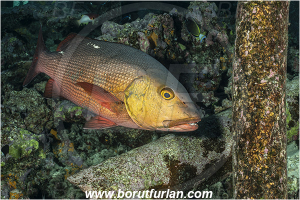 French Polynesia, Tuamotu Archipelago, Fakarava atoll, Pacific ocean, Lutjanus bohar, Lutjanus, Lutjanidae, Two-spot red snapper, Snapper, Fish, Reef, Pier, Wooden pillar