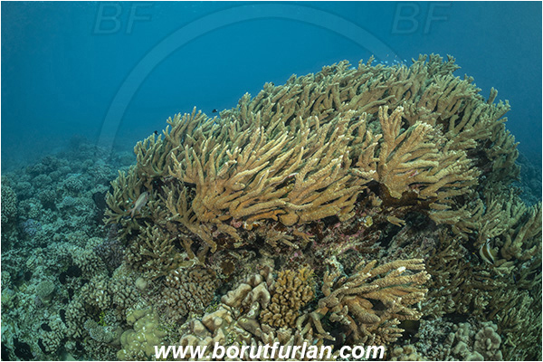 French Polynesia, Tuamotu Archipelago, Fakarava atoll, Pacific ocean, Porites nigrescens, Porites, Poritidae, Rough finger coral, Coral, Anthozoa, Cnidaria, Cnidarian, Reef