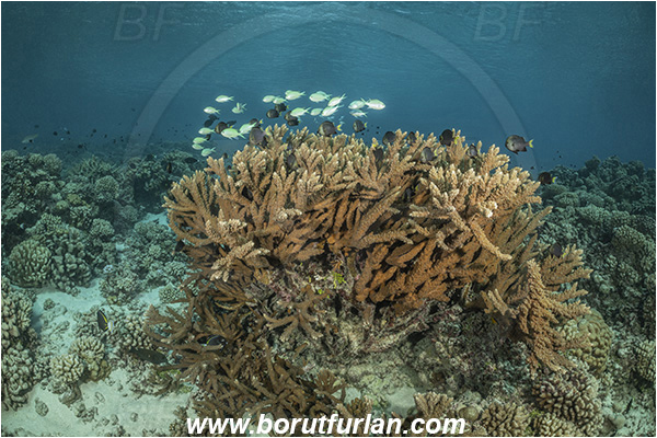 French Polynesia, Tuamotu Archipelago, Fakarava atoll, Pacific ocean, Porites nigrescens, Porites, Poritidae, Rough finger coral, Coral, Anthozoa, Cnidaria, Cnidarian, Reef