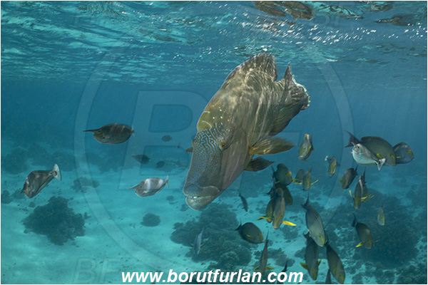 French Polynesia, Tuamotu Archipelago, Fakarava atoll, Pacific ocean, Cheilinus undulatus, Cheilinus, Labridae, Napoleon Wrasse, Humphead wrasse, Wrasse, Acanthurus xanthopterus, Acanthurus, Acanthuridae, Yellowfin Surgeonfish, Surgeonfish, Fish, Fish school
