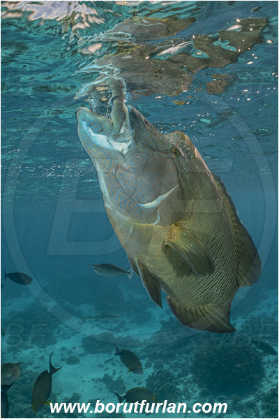 French Polynesia, Tuamotu Archipelago, Fakarava atoll, Pacific ocean, Cheilinus undulatus, Cheilinus, Labridae, Napoleon Wrasse, Humphead wrasse, Wrasse, Fish, Reef