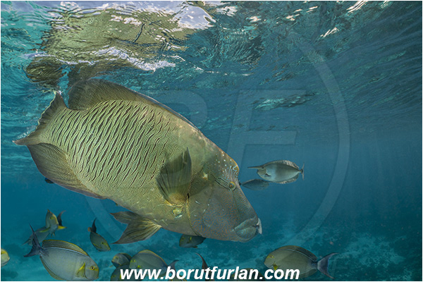 French Polynesia, Tuamotu Archipelago, Fakarava atoll, Pacific ocean, Cheilinus undulatus, Cheilinus, Labridae, Napoleon Wrasse, Humphead wrasse, Wrasse, Fish
