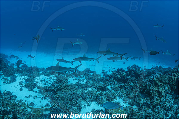 French Polynesia, Tuamotu Archipelago, Fakarava atoll, Pacific ocean, Carcharhinus amblyrhynchos, Carcharhinus, Carcharhinidae, Elasmobranchii, Grey Reef Shark, Shark, Fish, Reef, Fish school, Shark school