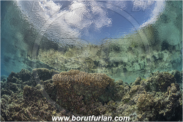 French Polynesia, Tuamotu Archipelago, Fakarava atoll, Pacific ocean, Anthozoa, Cnidaria, Cnidarian, Reef, Reflections