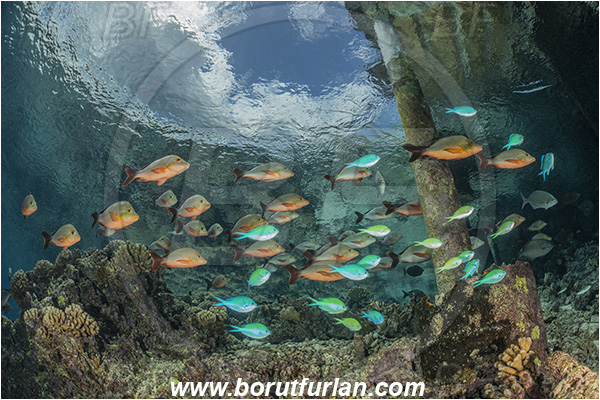 French Polynesia, Tuamotu Archipelago, Fakarava atoll, Pacific ocean, Lutjanus gibbus, Lutjanus, Lutjanidae, Humpback Red Snapper, Snapper, Fish, Fish school, Reef, Pier, Wooden pillar