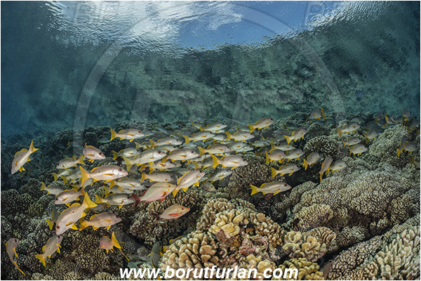French Polynesia, Tuamotu Archipelago, Fakarava atoll, Pacific ocean, Lutjanus monostigma, Lutjanus, Lutjanidae, One-spot snapper, Snapper, Fish, Fish school, Reef, Reflections