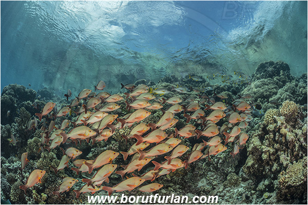 French Polynesia, Tuamotu Archipelago, Fakarava atoll, Pacific ocean, Lutjanus gibbus, Lutjanus, Lutjanidae, Humpback Red Snapper, Snapper, Fish, Fish school, Reef