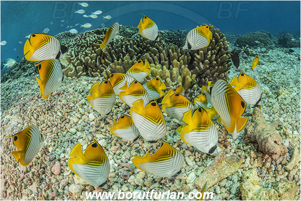 French Polynesia, Tuamotu Archipelago, Fakarava atoll, Pacific ocean, Chaetodon auriga, Chaetodon, Chaetodontidae, Threadfin butterflyfish, Butterflyfish, Fish, Reef, Fish school