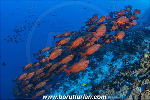 French Polynesia, Tuamotu Archipelago, Kuahei atoll, Pacific ocean, Priacanthus hamrur, Priacanthus, Lunartail Bigeye, Bigeye, Priacanthidae, Fish, Fish school