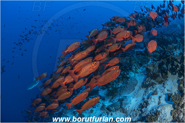 French Polynesia, Tuamotu Archipelago, Kuahei atoll, Pacific ocean, Priacanthus hamrur, Priacanthus, Lunartail Bigeye, Bigeye, Priacanthidae, Fish, Fish school
