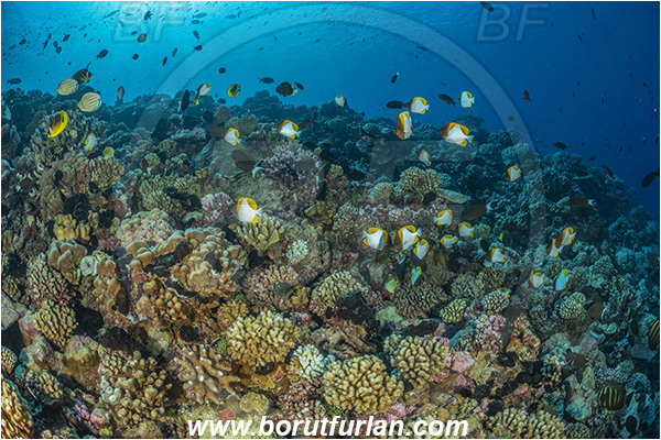 French Polynesia, Tuamotu Archipelago, Kauehi atoll, Pacific ocean, Hemitaurichthys polylepis, Hemitaurichthy, Chaetodontidae, Yellow Pyramid Butterflyfish, Butterflyfish, Fish, Reef, Fish school