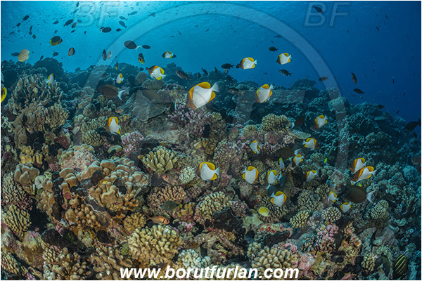 French Polynesia, Tuamotu Archipelago, Kauehi atoll, Pacific ocean, Hemitaurichthys polylepis, Hemitaurichthy, Chaetodontidae, Yellow Pyramid Butterflyfish, Butterflyfish, Fish, Reef, Fish school
