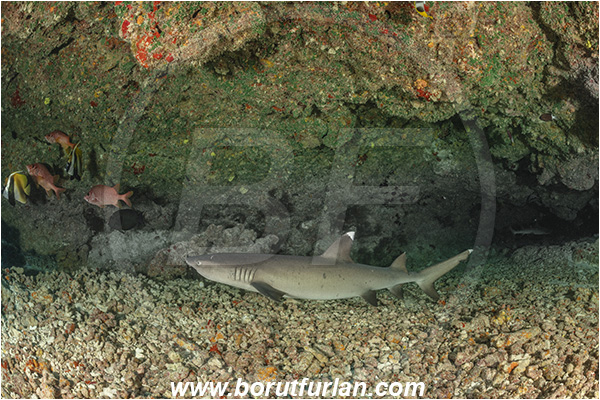 French Polynesia, Tuamotu Archipelago, Kauehi atoll, Pacific ocean, Triaenodon obesus, Triaenodon, Carcharhinidae, Elasmobranchii, Whitetip reef shark, Shark, Fish, Reef, Cave