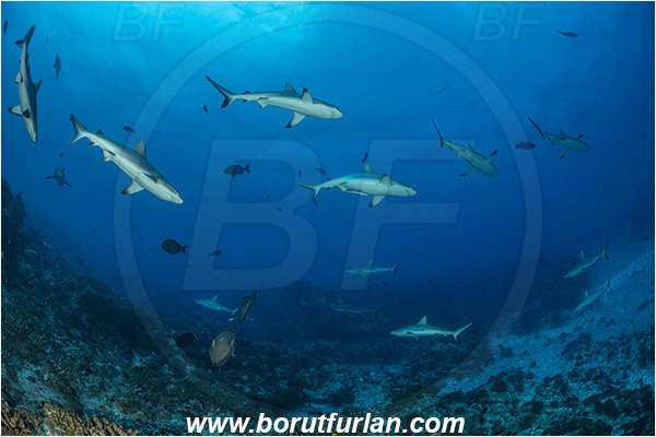 French Polynesia, Tuamotu Archipelago, Fakarava atoll, Pacific ocean, Carcharhinus amblyrhynchos, Carcharhinus, Carcharhinidae, Elasmobranchii, Grey Reef Shark, Shark, Fish, Reef, Fish school, Shark school