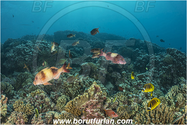 French Polynesia, Tuamotu Archipelago, Kauehi atoll, Pacific ocean, Parupeneus insularis, Parupeneus, Mullidae, Twosaddle goatfish, Goatfish, Chaetodon lunula, Chaetodon, Chaetodontidae, Raccoon butterflyfish, Butterflyfish, Fish, Fish school, Reef