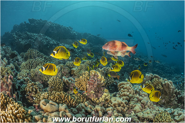 French Polynesia, Tuamotu Archipelago, Kauehi atoll, Pacific ocean, Parupeneus insularis, Parupeneus, Mullidae, Twosaddle goatfish, Goatfish, Chaetodon lunula, Chaetodon, Chaetodontidae, Raccoon butterflyfish, Butterflyfish, Fish, Fish school, Reef
