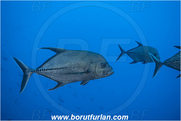 French Polynesia, Tuamotu Archipelago, Kuahei atoll, Pacific ocean, Caranx lugubris, Caranx, Carangidae, Black Jack, Black Trevally, Trevally, Fish