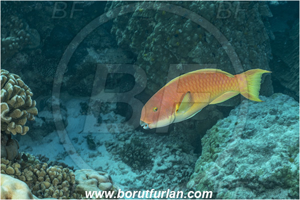 French Polynesia, Tuamotu Archipelago, Kuahei atoll, Pacific ocean, Chlorurus microrhinos, Chlorurus, Scaridae, Steephead Parrotfish, Parrotfish, Fish, Female, Reef