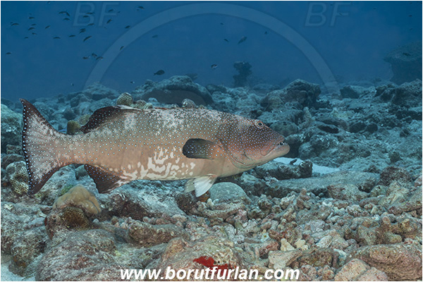 French Polynesia, Tuamotu Archipelago, Toau atoll, Pacific ocean, Plectropomus laevis, Plectropomus, Serranidae, Saddle grouper, Bluespotted Coral Trout, Grouper, Fish, Reef