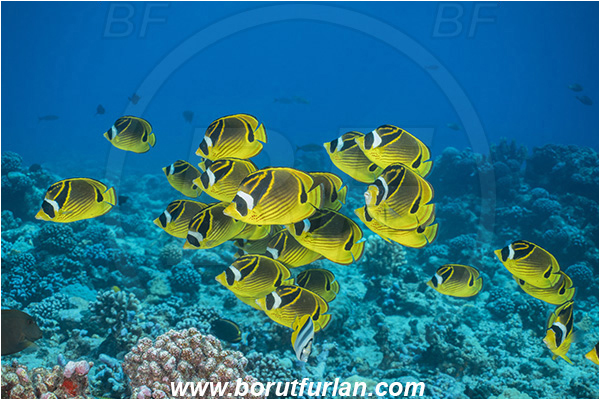 French Polynesia, Tuamotu Archipelago, Toaui atoll, Pacific ocean, Chaetodon lunula, Chaetodon, Chaetodontidae, Raccoon butterflyfish, Butterflyfish, Fish, Fish school, Reef