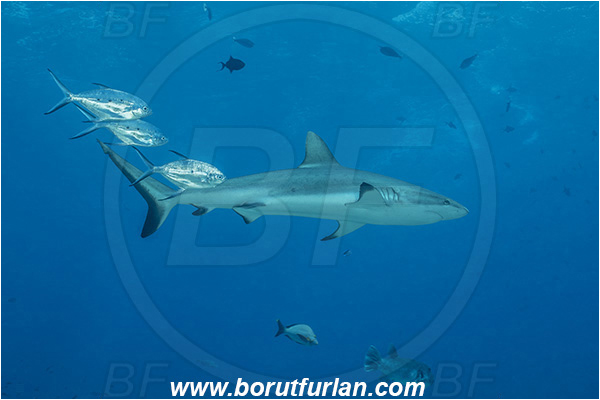 French Polynesia, Tuamotu Archipelago, Toau atoll, Pacific ocean, Trachinotus baillonii, Trachinotus, Carangidae, Small spotted dart, Carcharhinus amblyrhynchos, Carcharhinus, Carcharhinidae, Elasmobranchii, Grey Reef Shark, Shark, Fish, Fish school