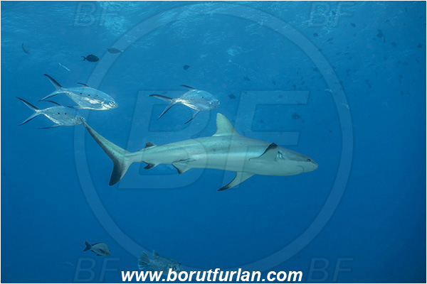 French Polynesia, Tuamotu Archipelago, Toau atoll, Pacific ocean, Trachinotus baillonii, Trachinotus, Carangidae, Small spotted dart, Carcharhinus amblyrhynchos, Carcharhinus, Carcharhinidae, Elasmobranchii, Grey Reef Shark, Shark, Fish, Fish school