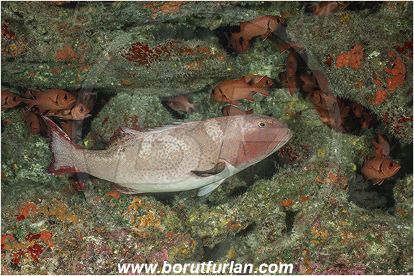 French Polynesia, Tuamotu Archipelago, Toau atoll, Pacific ocean, Plectropomus laevis, Plectropomus, Serranidae, Saddle grouper, Bluespotted Coral Trout, Grouper, Fish, Reef, Cave