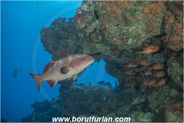 French Polynesia, Tuamotu Archipelago, Toau atoll, Pacific ocean, Plectropomus laevis, Plectropomus, Serranidae, Saddle grouper, Bluespotted Coral Trout, Grouper, Fish, Reef, Cave, Overhang