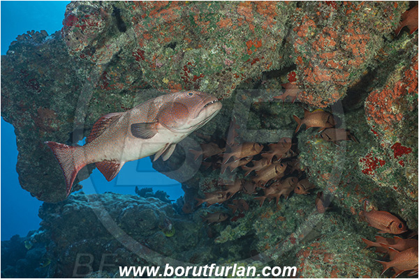 French Polynesia, Tuamotu Archipelago, Toau atoll, Pacific ocean, Plectropomus laevis, Plectropomus, Serranidae, Saddle grouper, Bluespotted Coral Trout, Grouper, Fish, Reef, Cave, Overhang