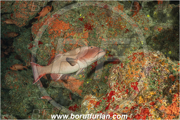 French Polynesia, Tuamotu Archipelago, Toau atoll, Pacific ocean, Plectropomus laevis, Plectropomus, Serranidae, Saddle grouper, Bluespotted Coral Trout, Grouper, Fish, Reef, Cave