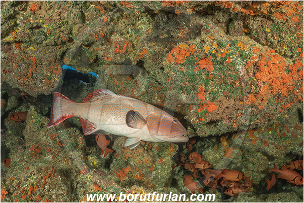 French Polynesia, Tuamotu Archipelago, Toau atoll, Pacific ocean, Plectropomus laevis, Plectropomus, Serranidae, Saddle grouper, Bluespotted Coral Trout, Grouper, Fish, Reef, Cave
