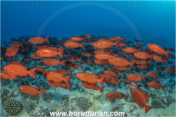 French Polynesia, Tuamotu Archipelago, Toau atoll, Pacific ocean, Priacanthus hamrur, Priacanthus, Lunartail Bigeye, Bigeye, Priacanthidae, Fish, Fish school